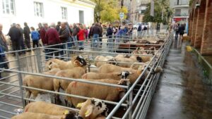 Fira de lovella i santa teresa a ripoll foto 1