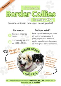 Trobada border collies i amics xxl cartell 2025